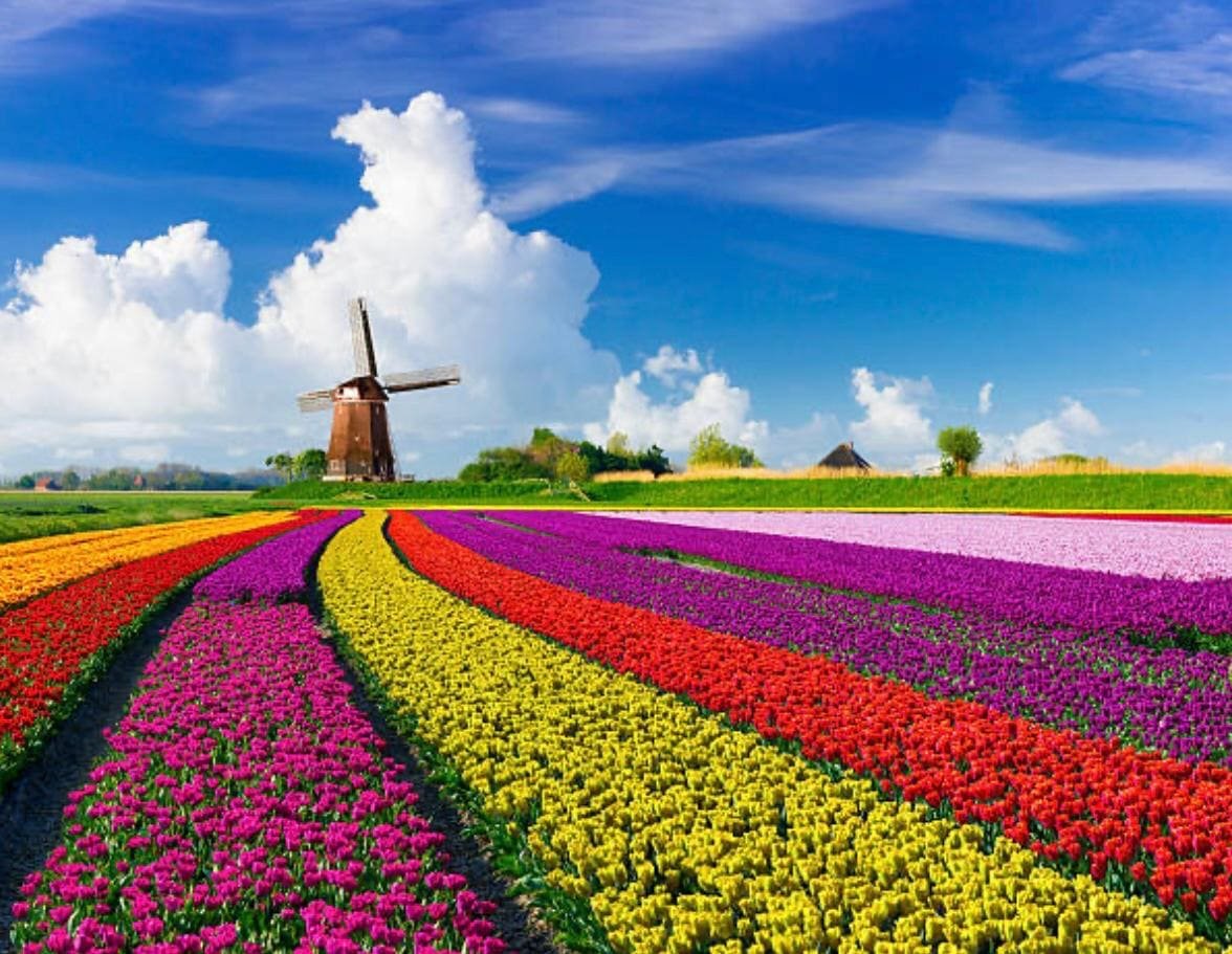 الرئيسية هولندا (5)